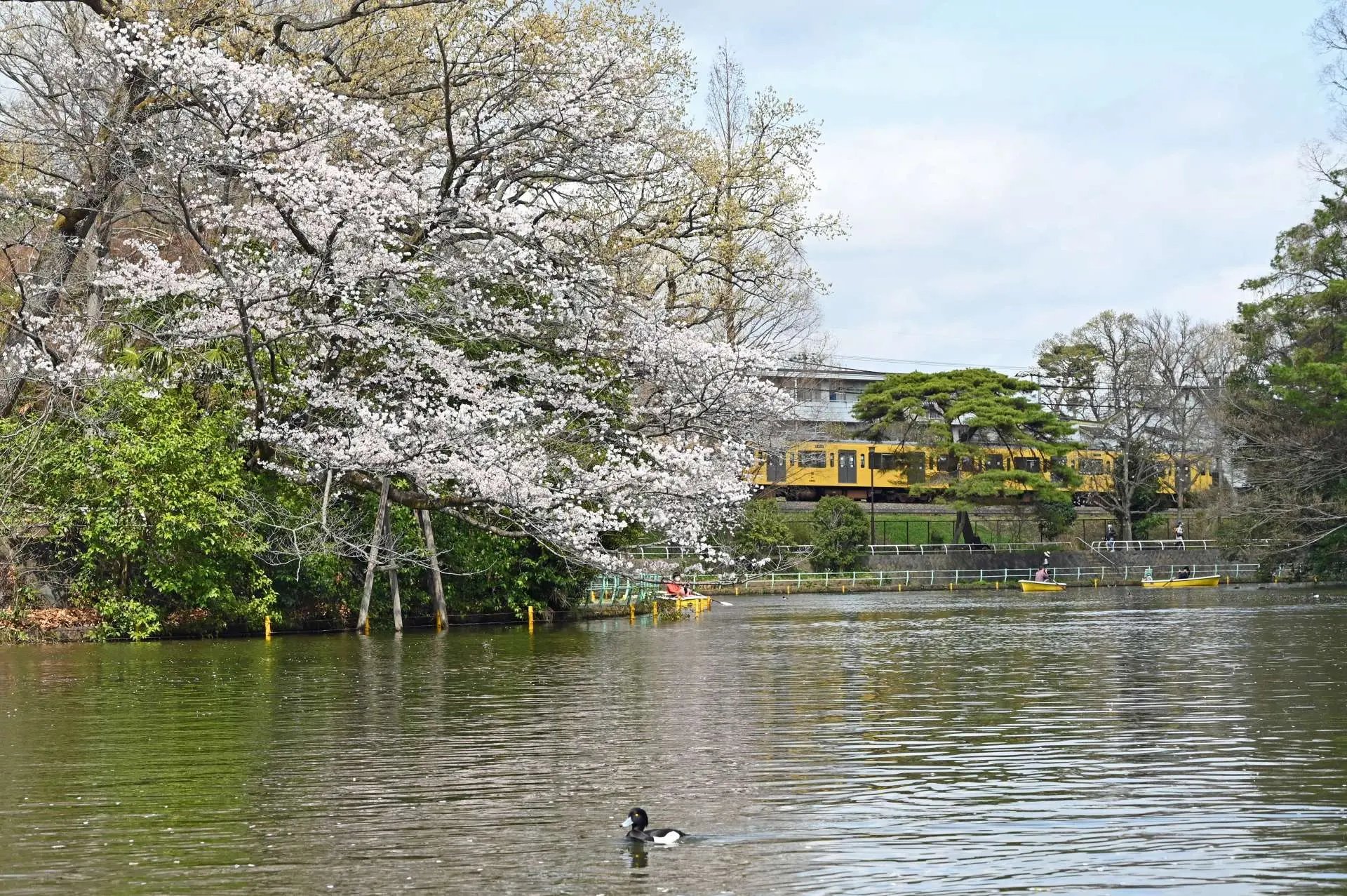 🏞️ 네리마 구립 무사시세키 공원 이미지 12